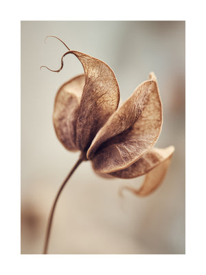 Dried Seed Pod Poster