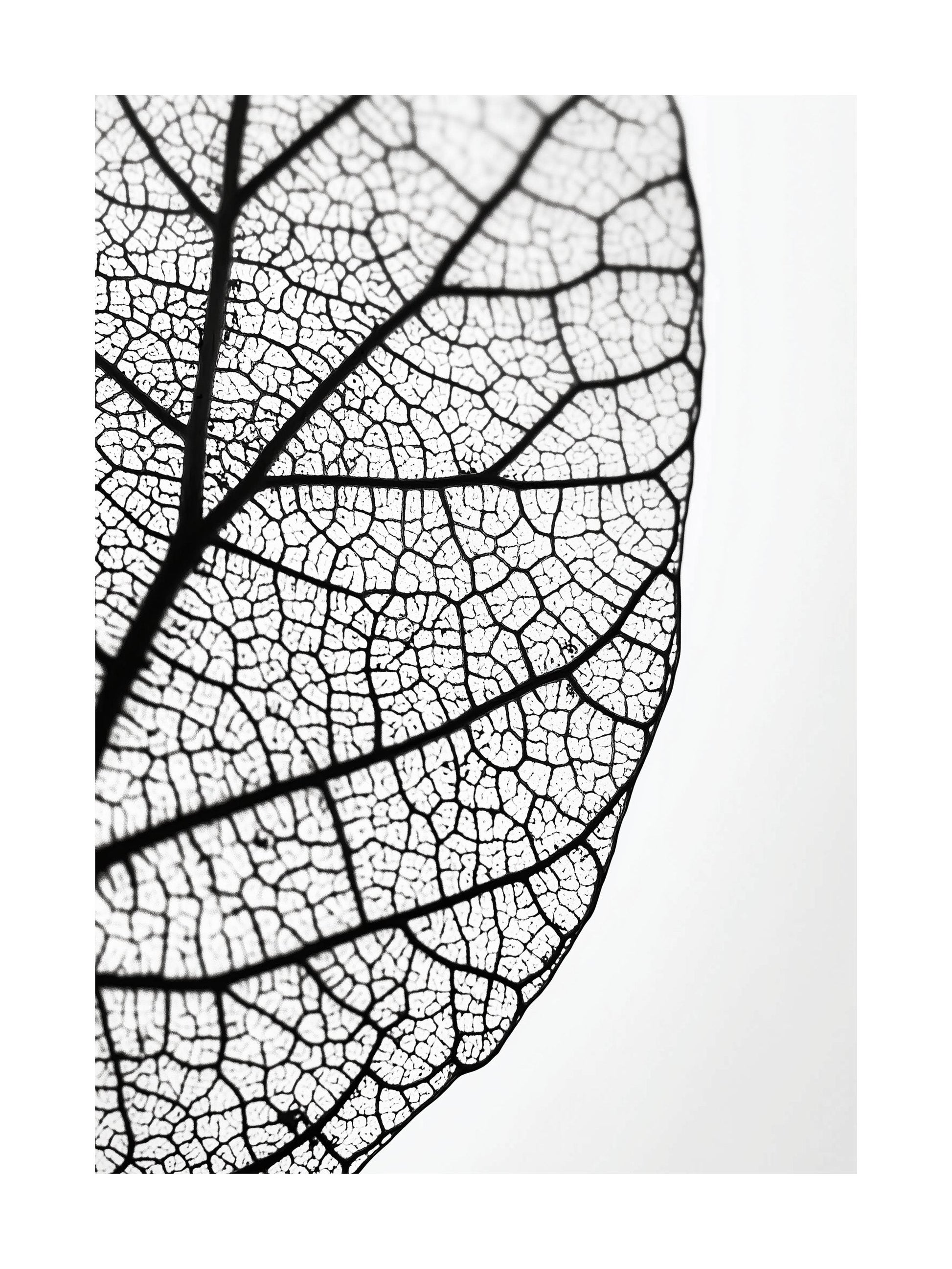 Close-up black and white photo of leaf veins and natural texture