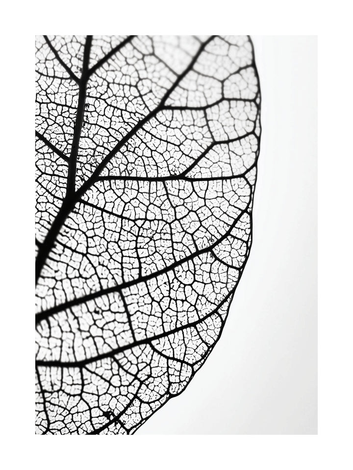 Close-up black and white photo of leaf veins and natural texture