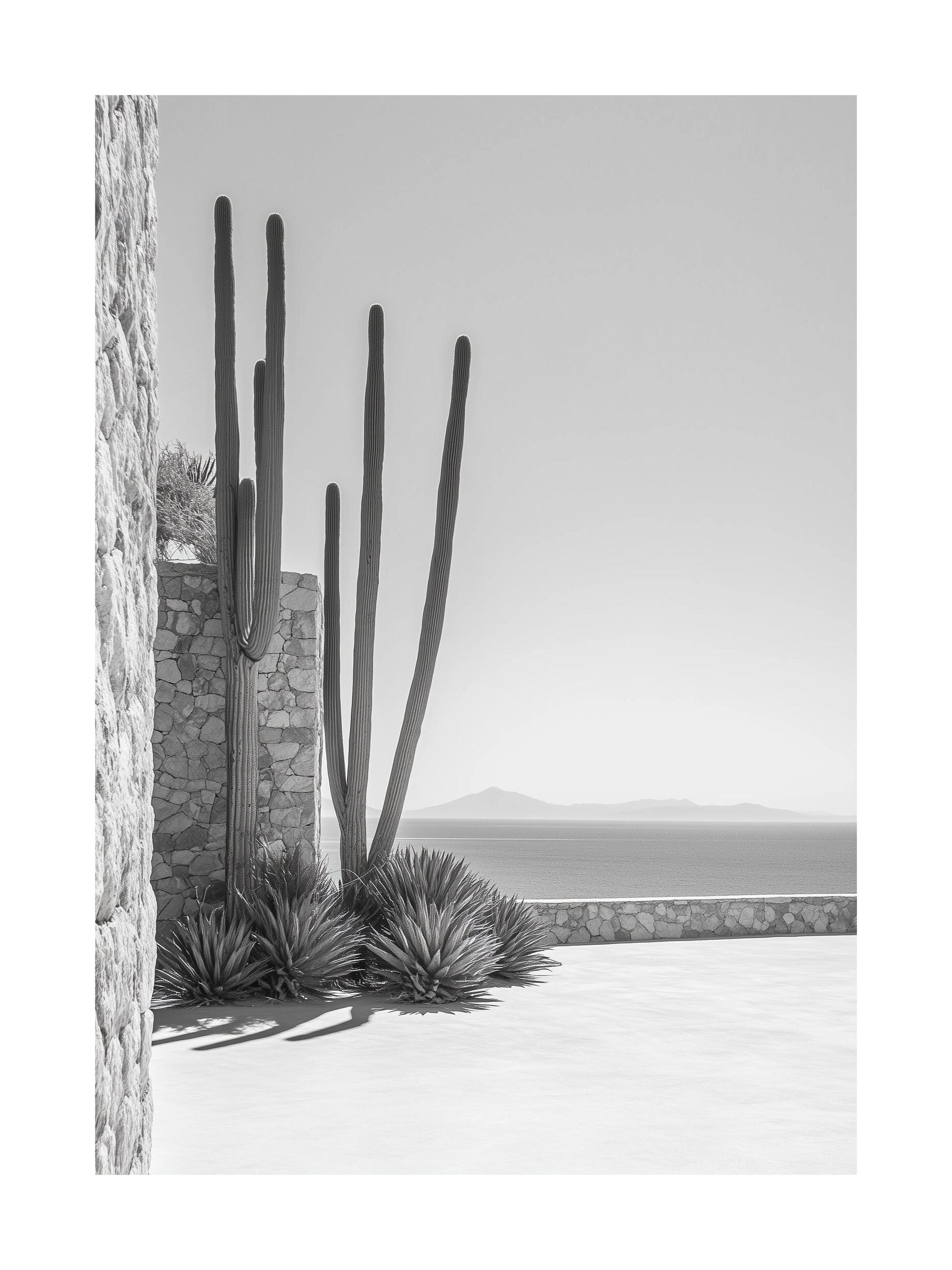 Black and white poster of cacti in a sunny desert courtyard