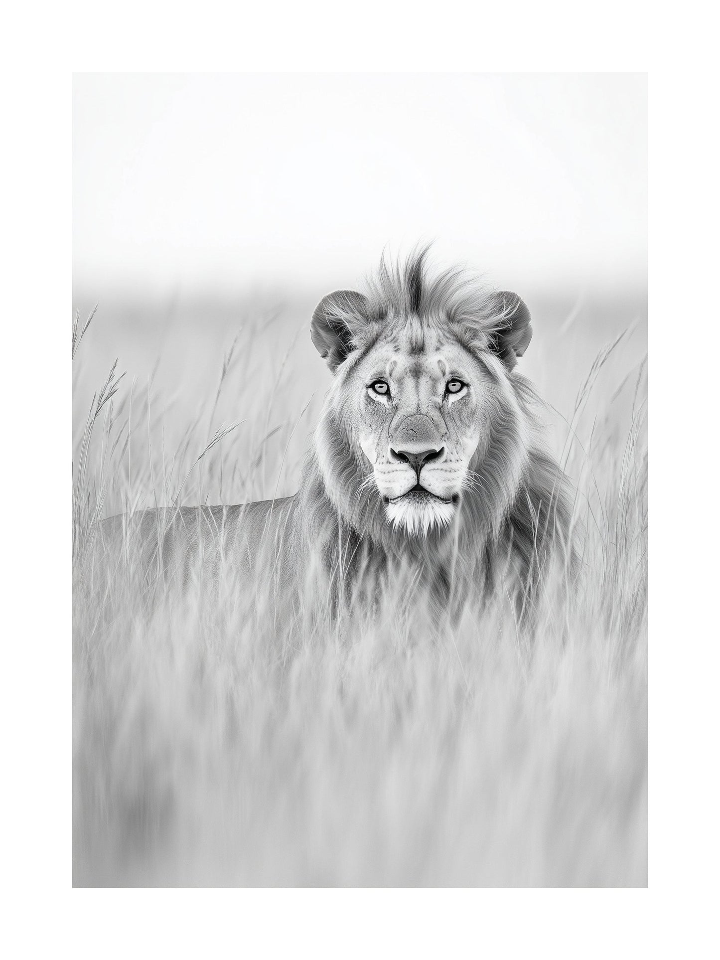 Black and white portrait of a lion lying in tall grass