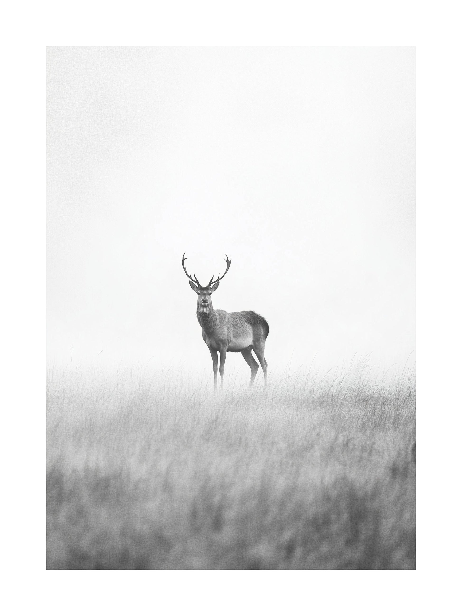 Deer standing alone in a soft misty field, black and white