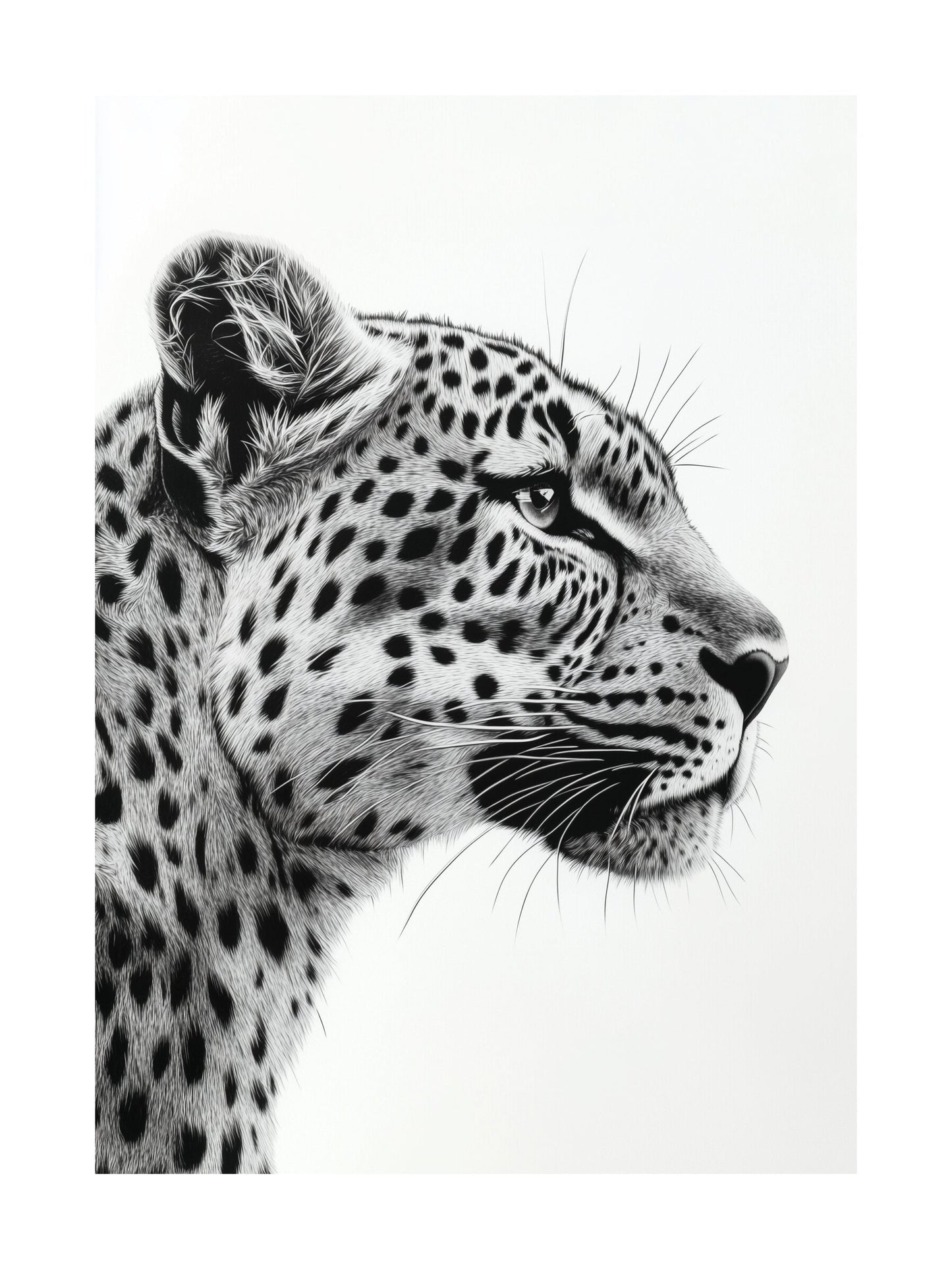 Black and white leopard portrait in profile view