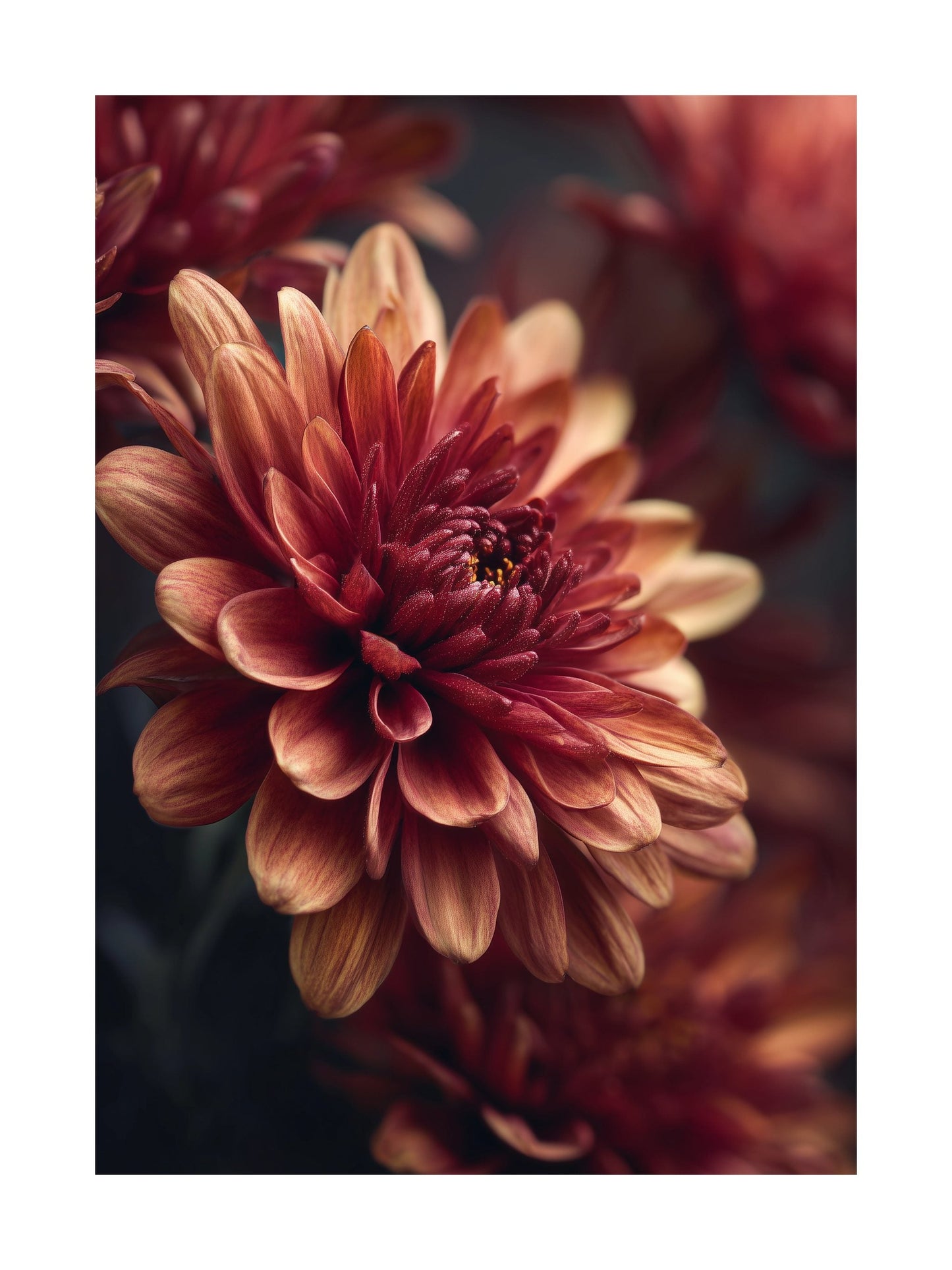 Poster of a blooming burgundy chrysanthemum flower