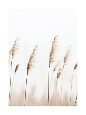 Golden Reeds in Wind Poster
