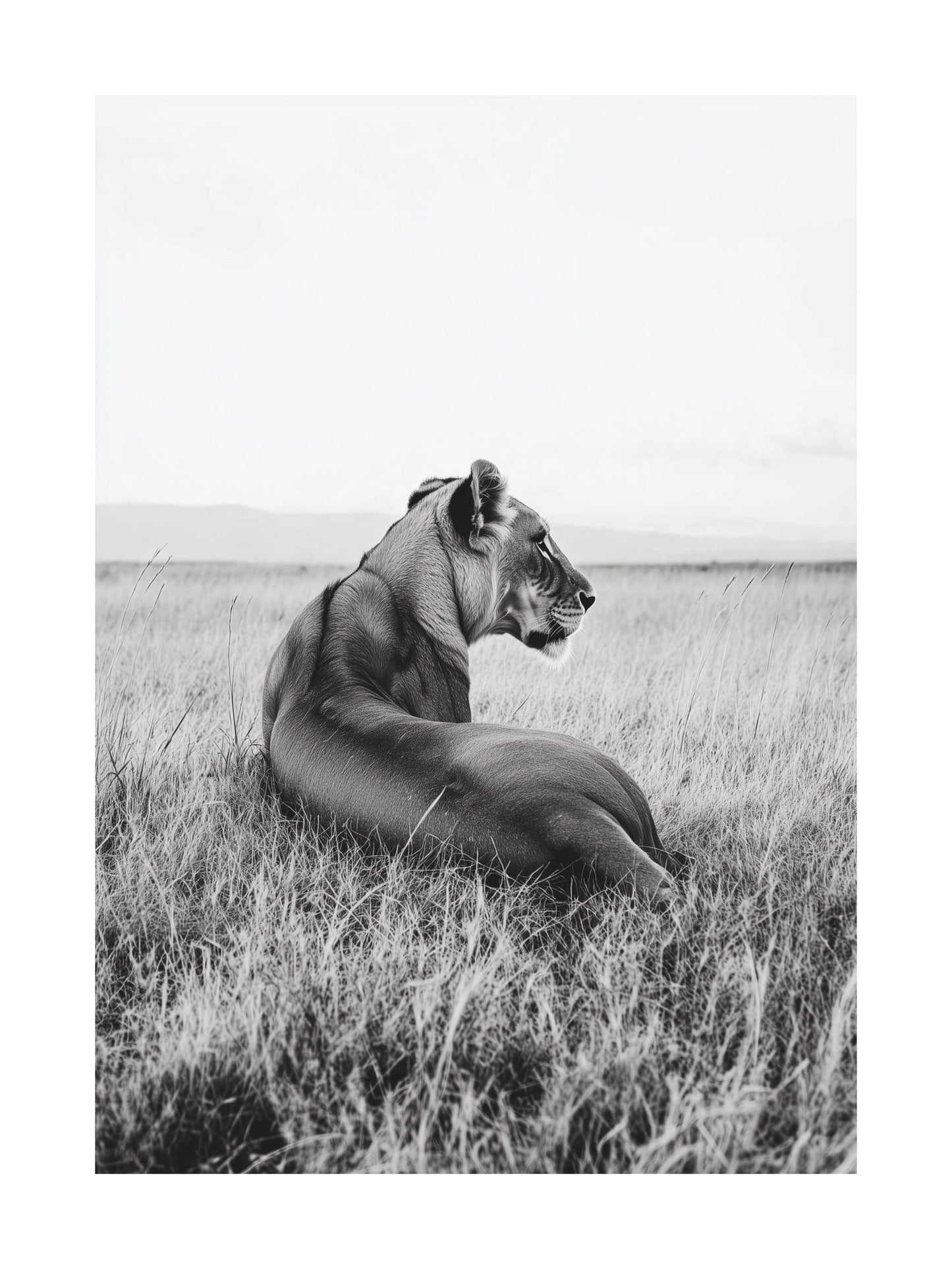 Black and white photo of a lioness resting in a grassy field
