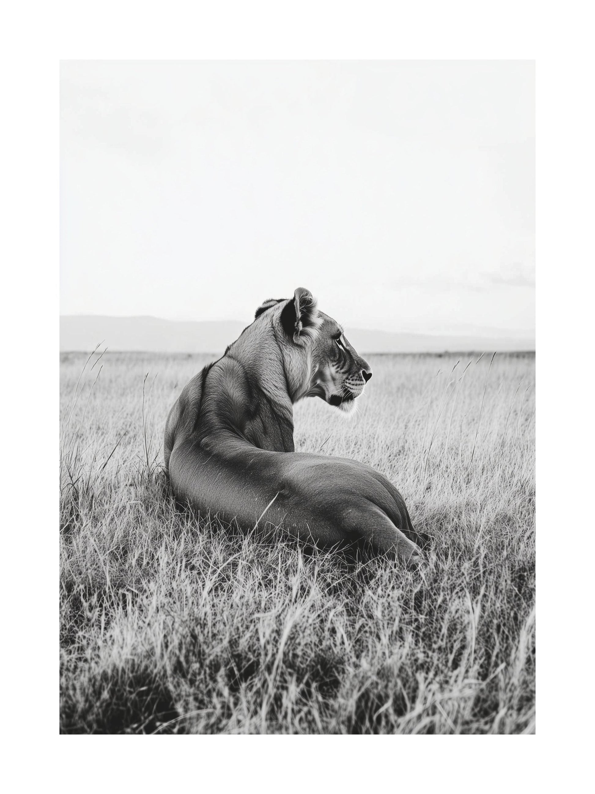 Black and white photo of a lioness resting in a grassy field