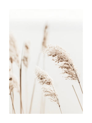 Soft Reeds Close-Up Poster