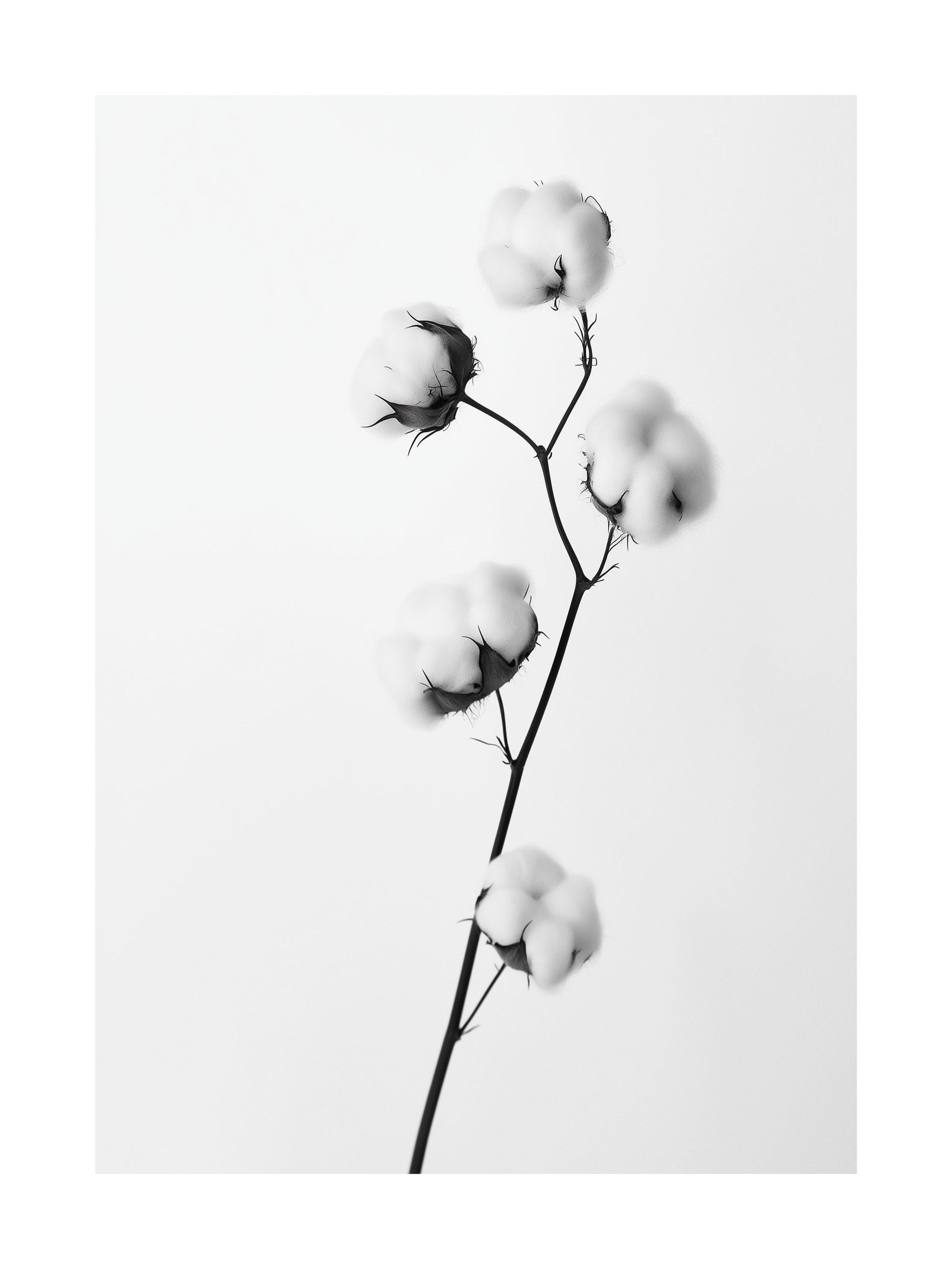 Black and white close-up of a cotton flower stem
