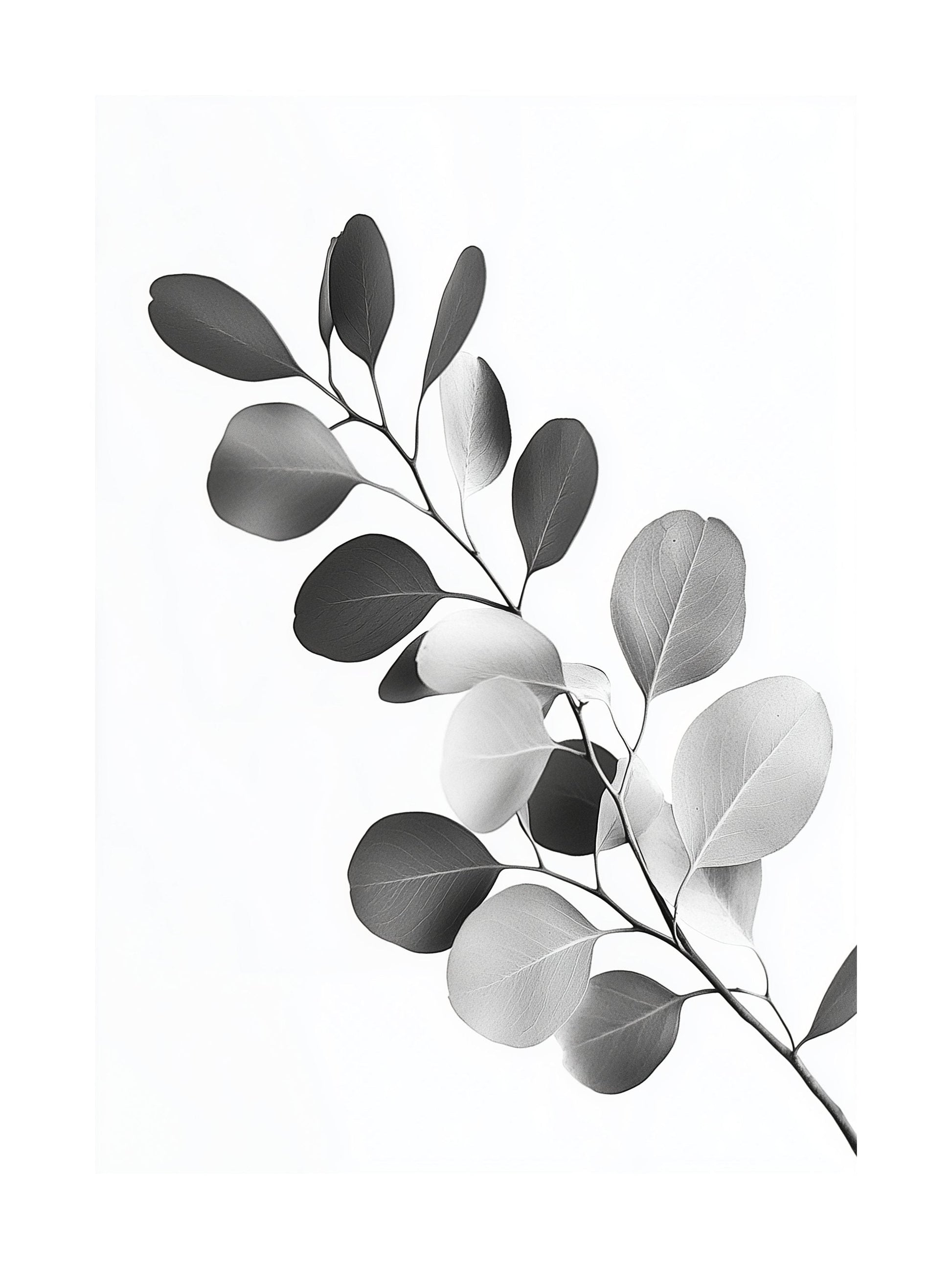 Black and white photo of eucalyptus branch with round leaves