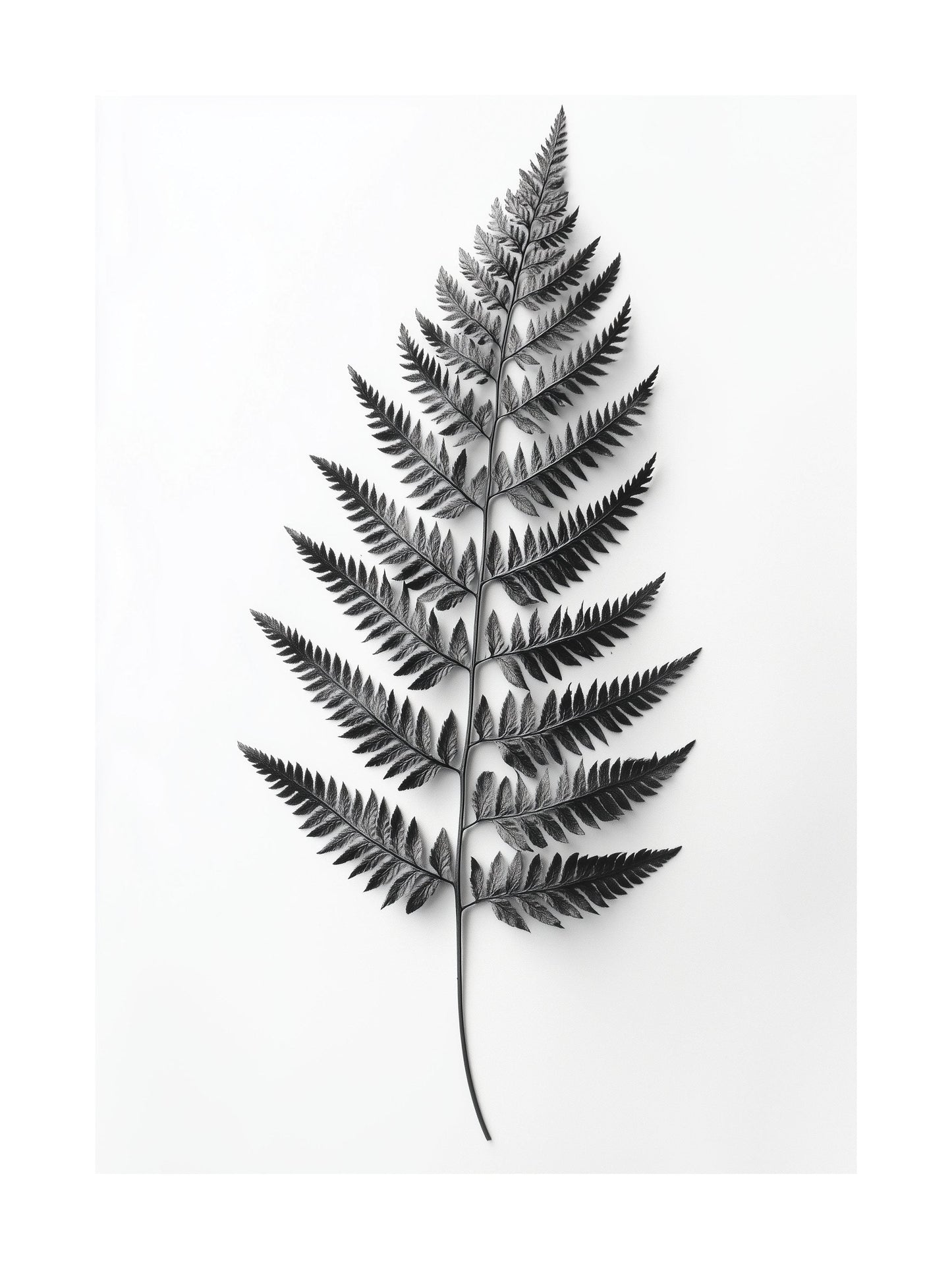Black and white image of a single fern leaf on white background