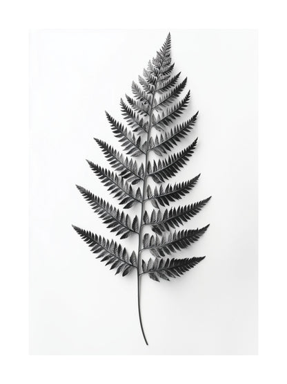 Black and white image of a single fern leaf on white background