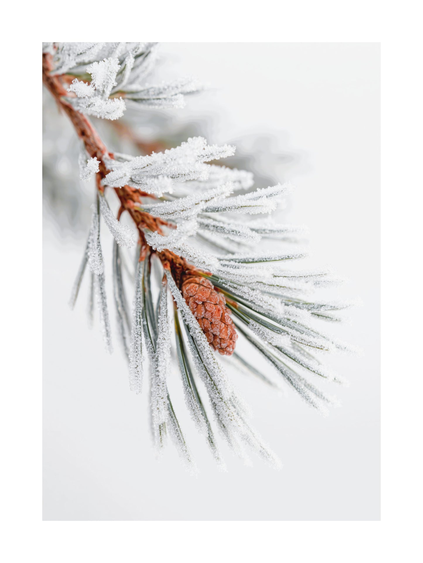 Close-up of a pine branch with frost and a small pinecone on a white background.