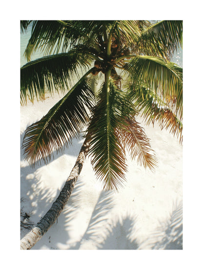 Overhead view of a coconut tree on a white sandy beach. Ideal for wall art in your home, office, or studio.