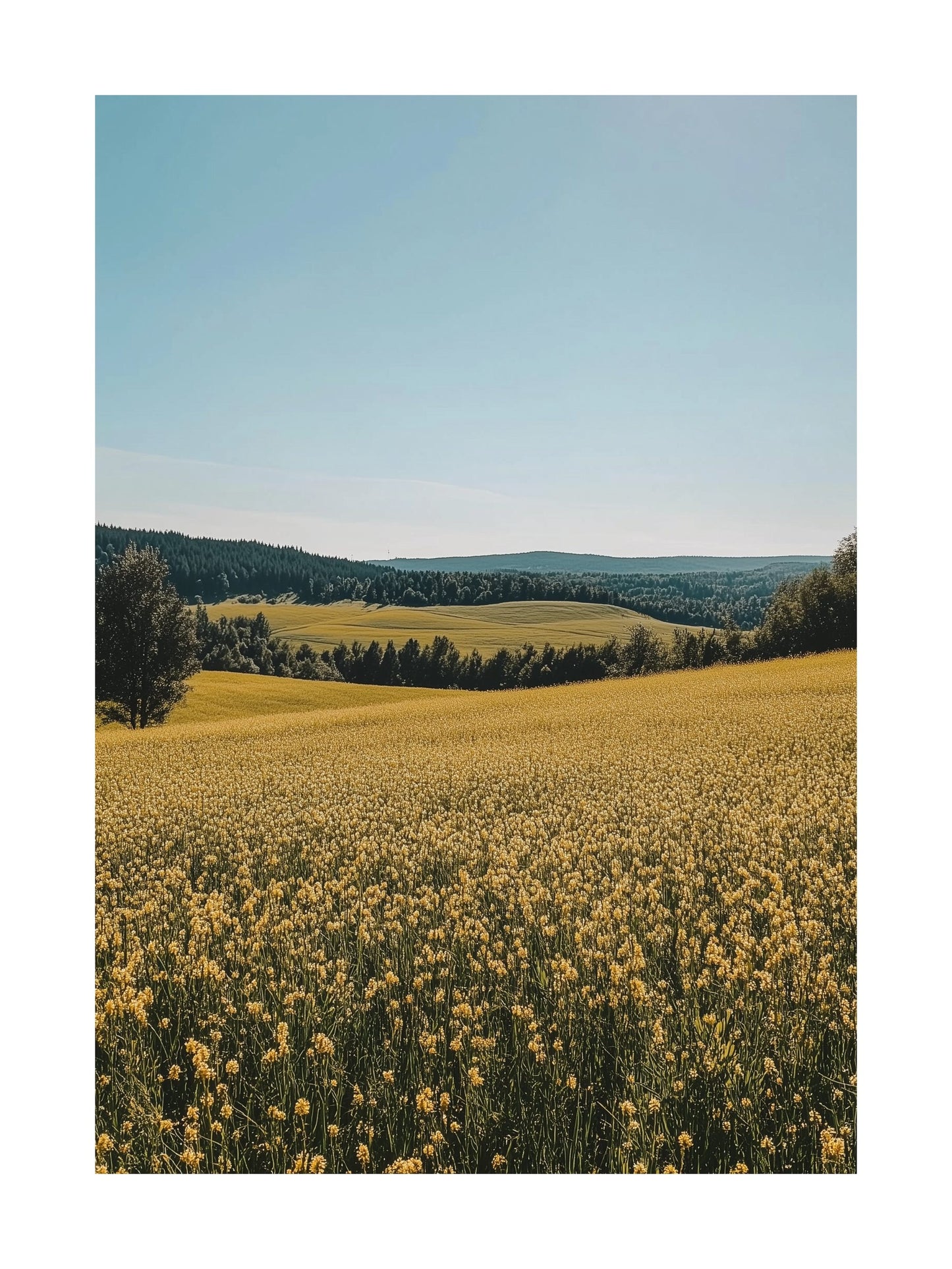 Poster of vast yellow rapeseed field with trees and blue sky