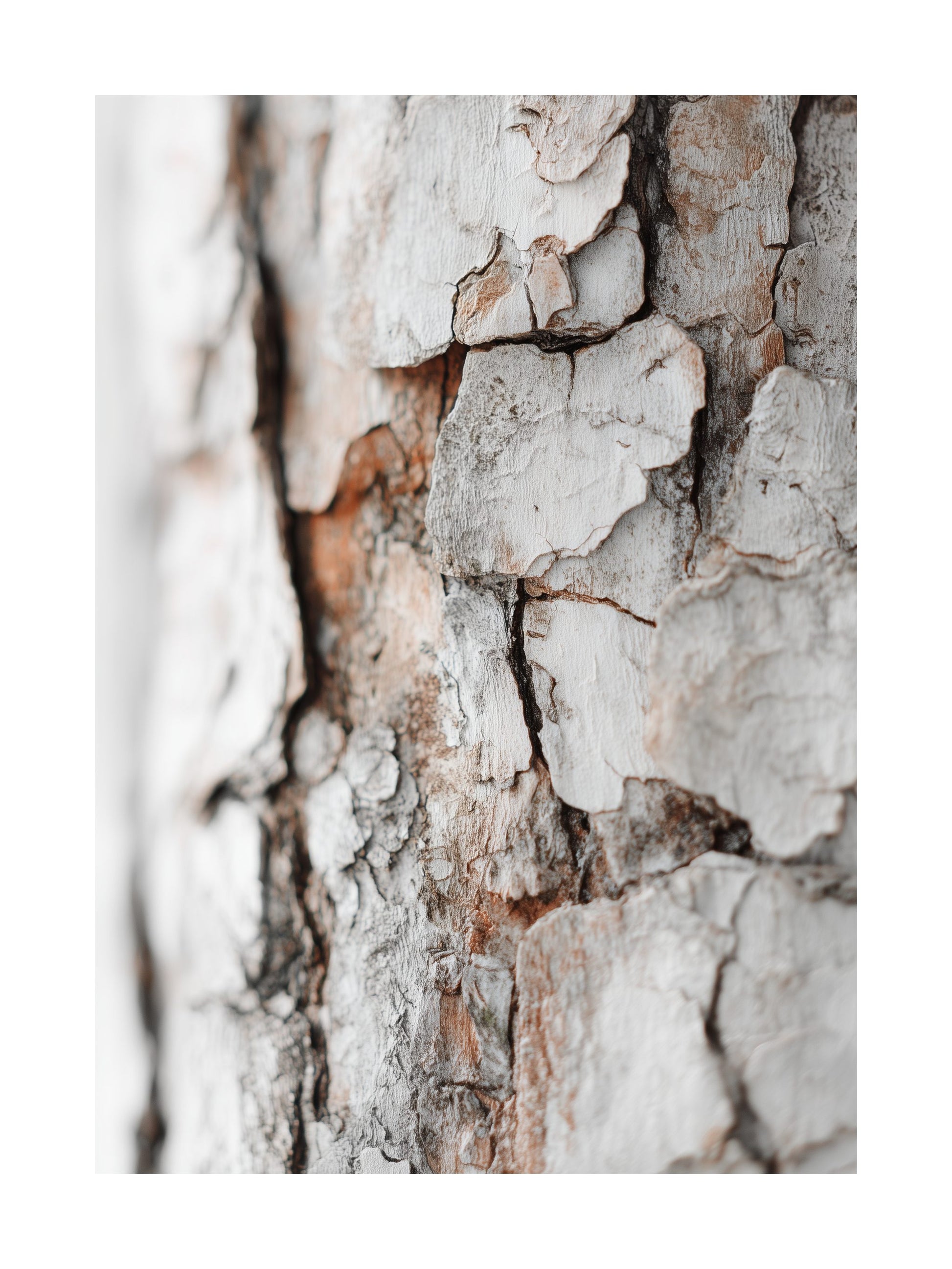 Birch bark close-up texture in beige and grey Scandinavian nature poster