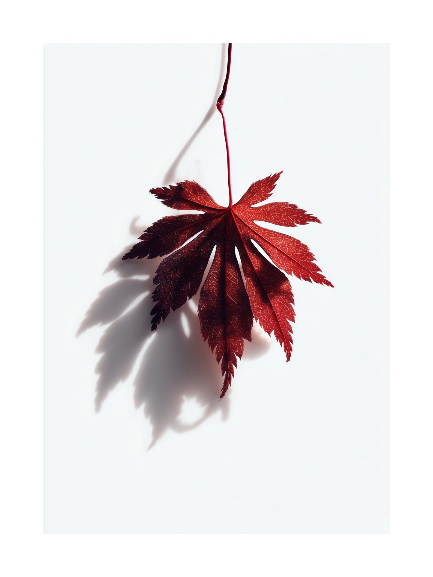 Minimalist poster of a red maple leaf with shadow