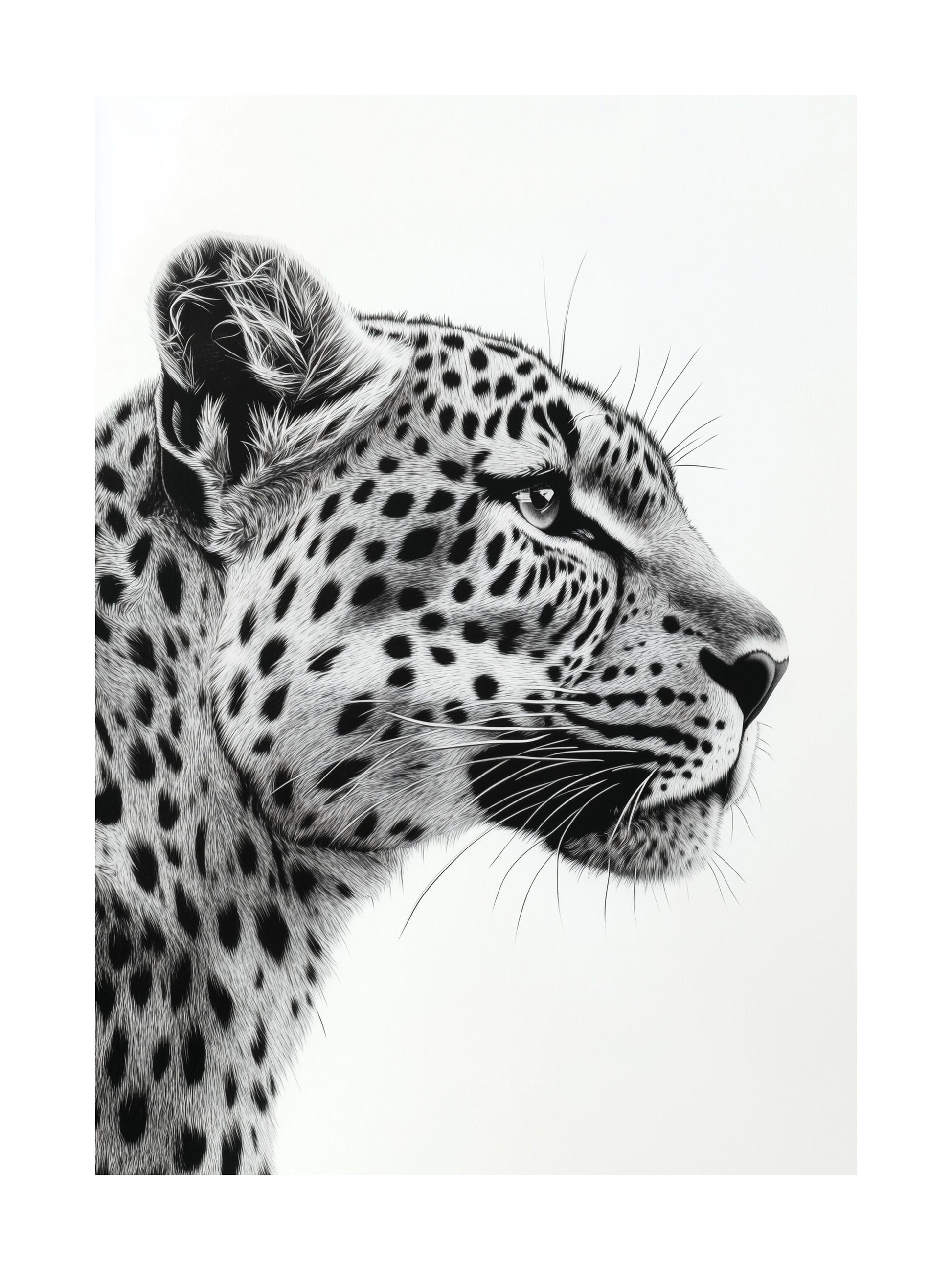 Black and white leopard portrait in profile view