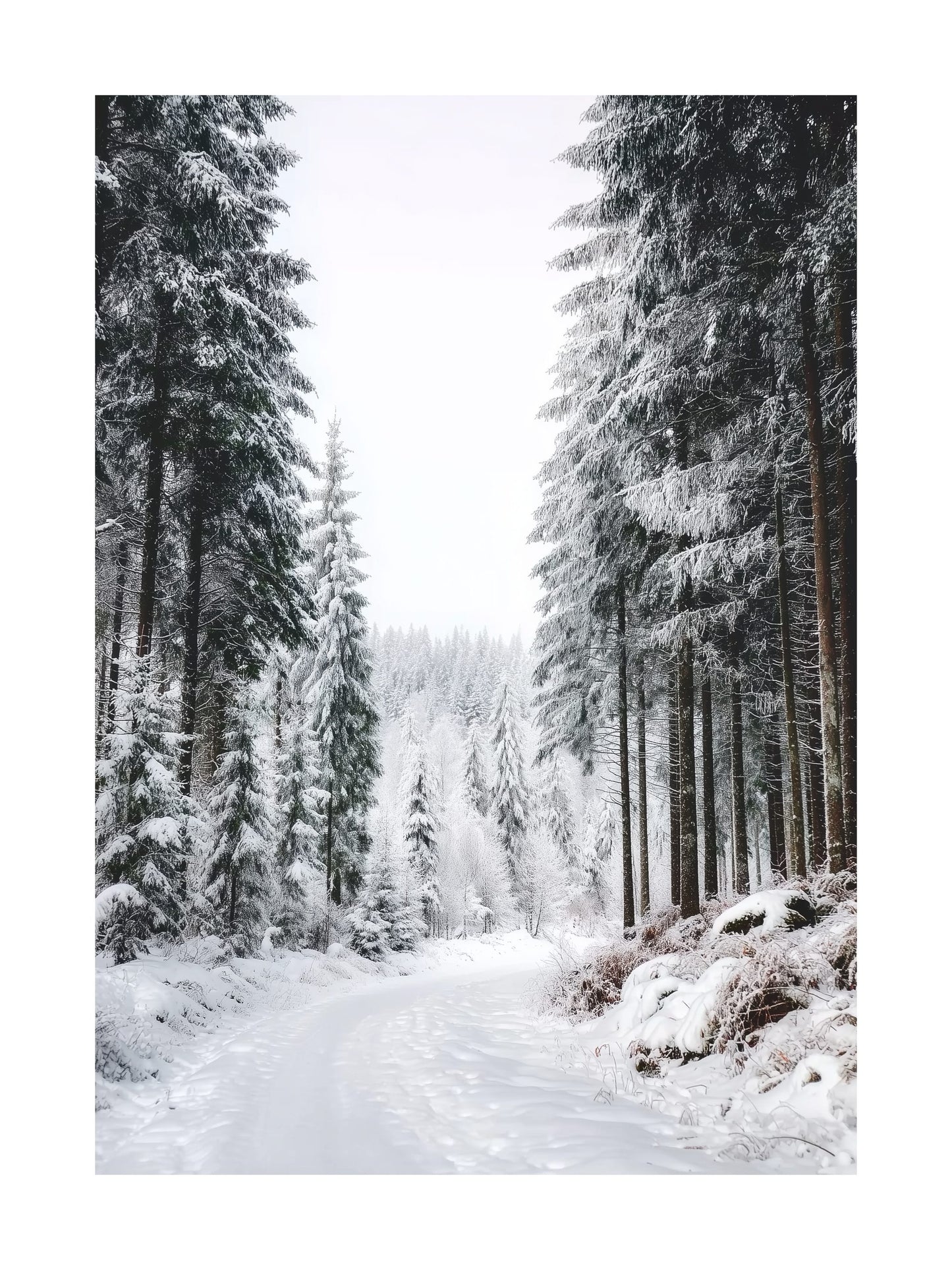 Snowy path leading through a dense pine forest on a winter day.