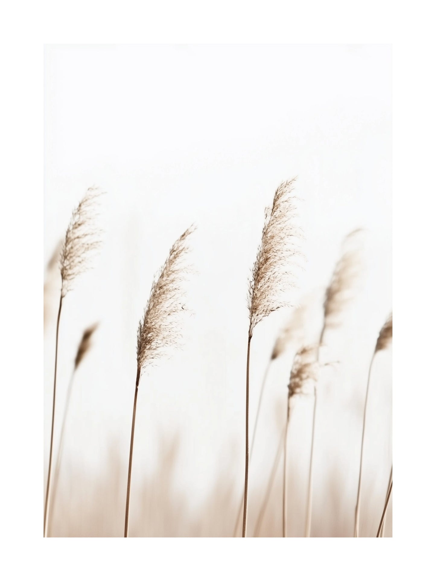 Poster of tall golden reeds swaying against a soft white sky