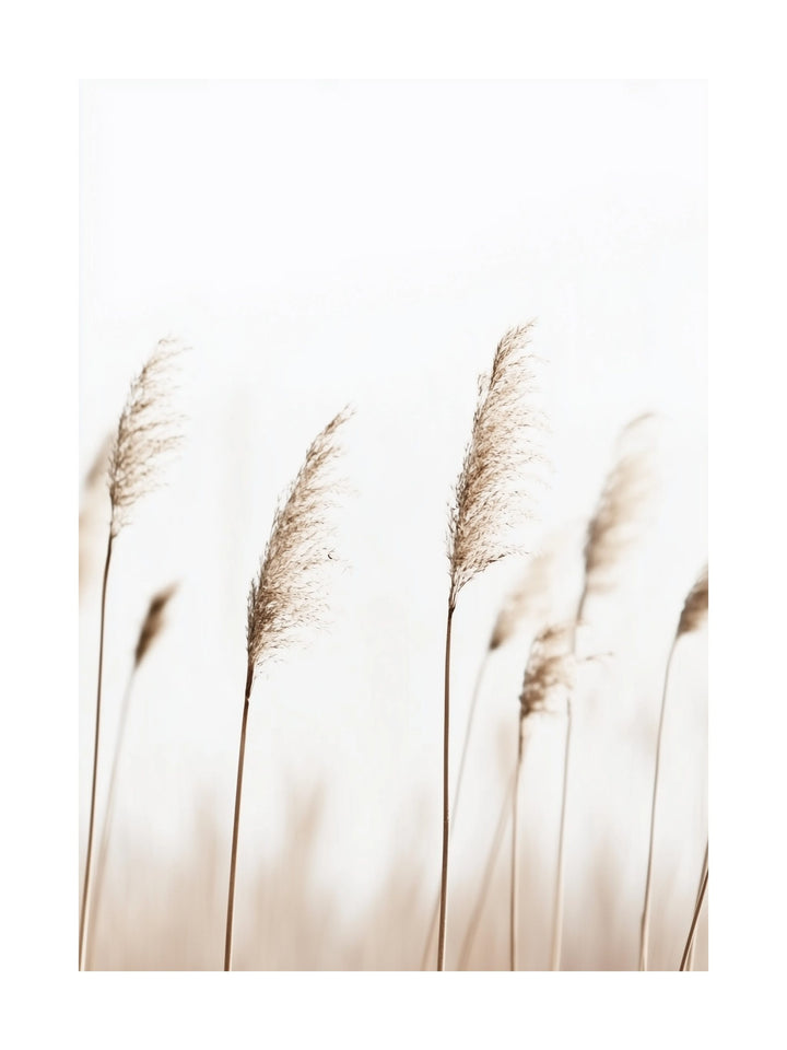 Poster of tall golden reeds swaying against a soft white sky