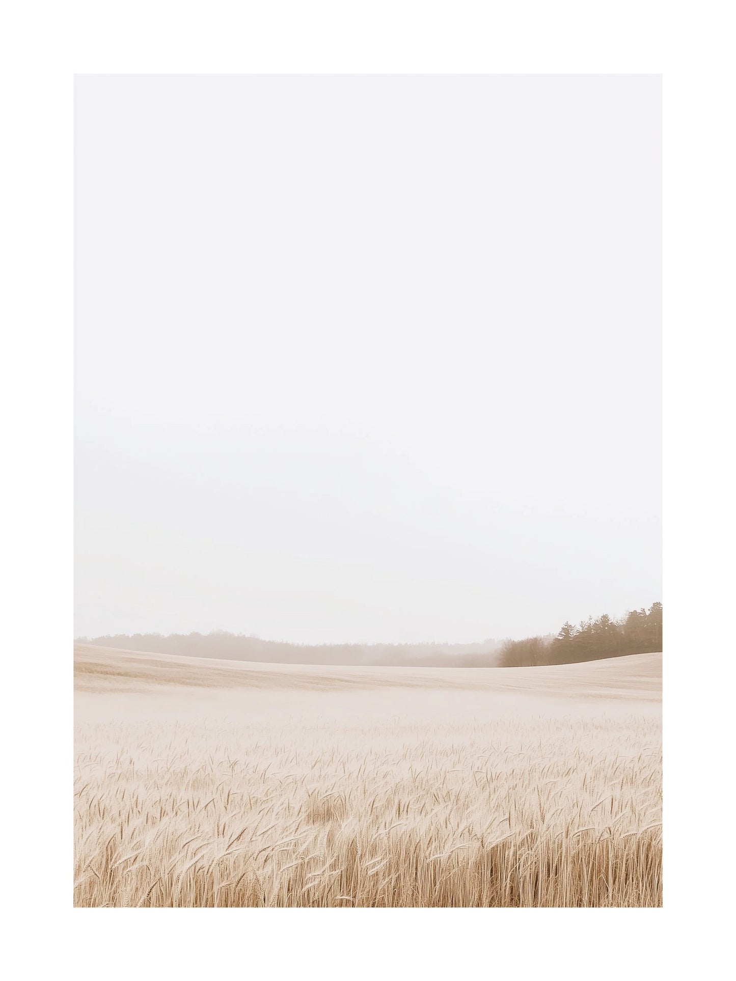 Poster of a wheat field with morning fog and distant tree line