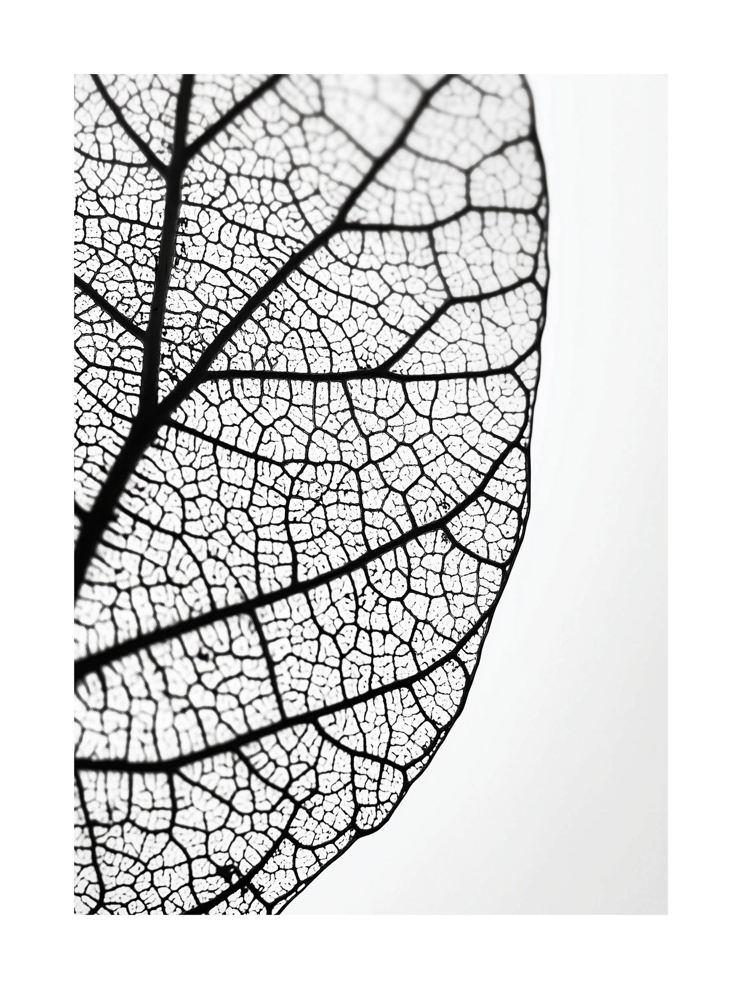 Close-up black and white photo of leaf veins and natural texture