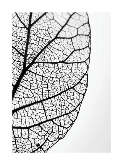 Close-up black and white photo of leaf veins and natural texture