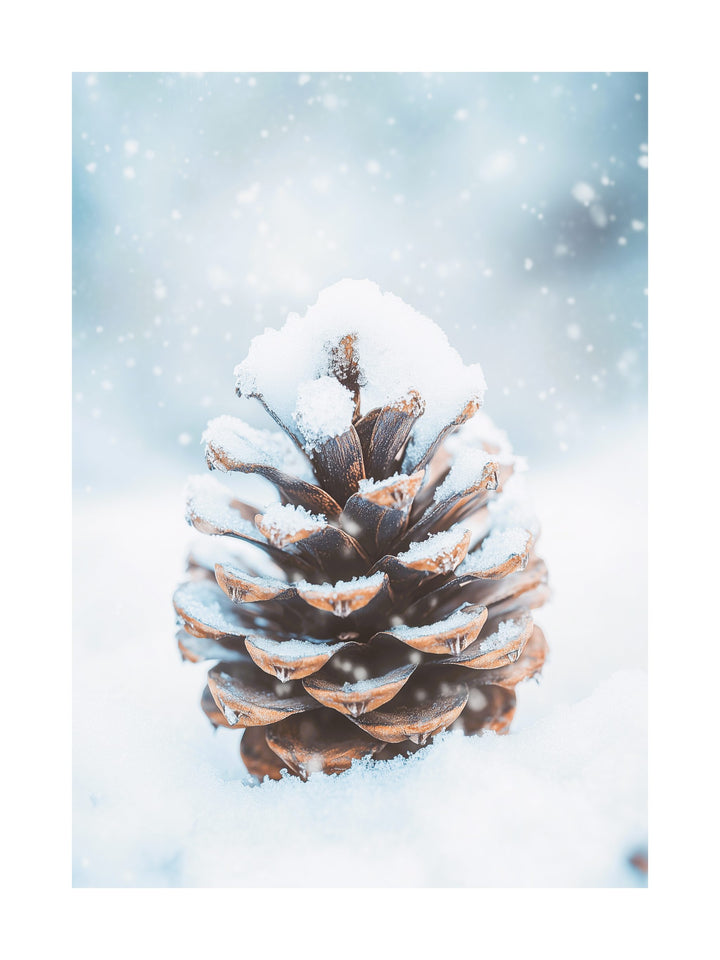 Close-up photo of a snow-covered pinecone in natural light.