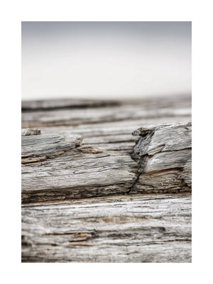 Weathered Driftwood Poster