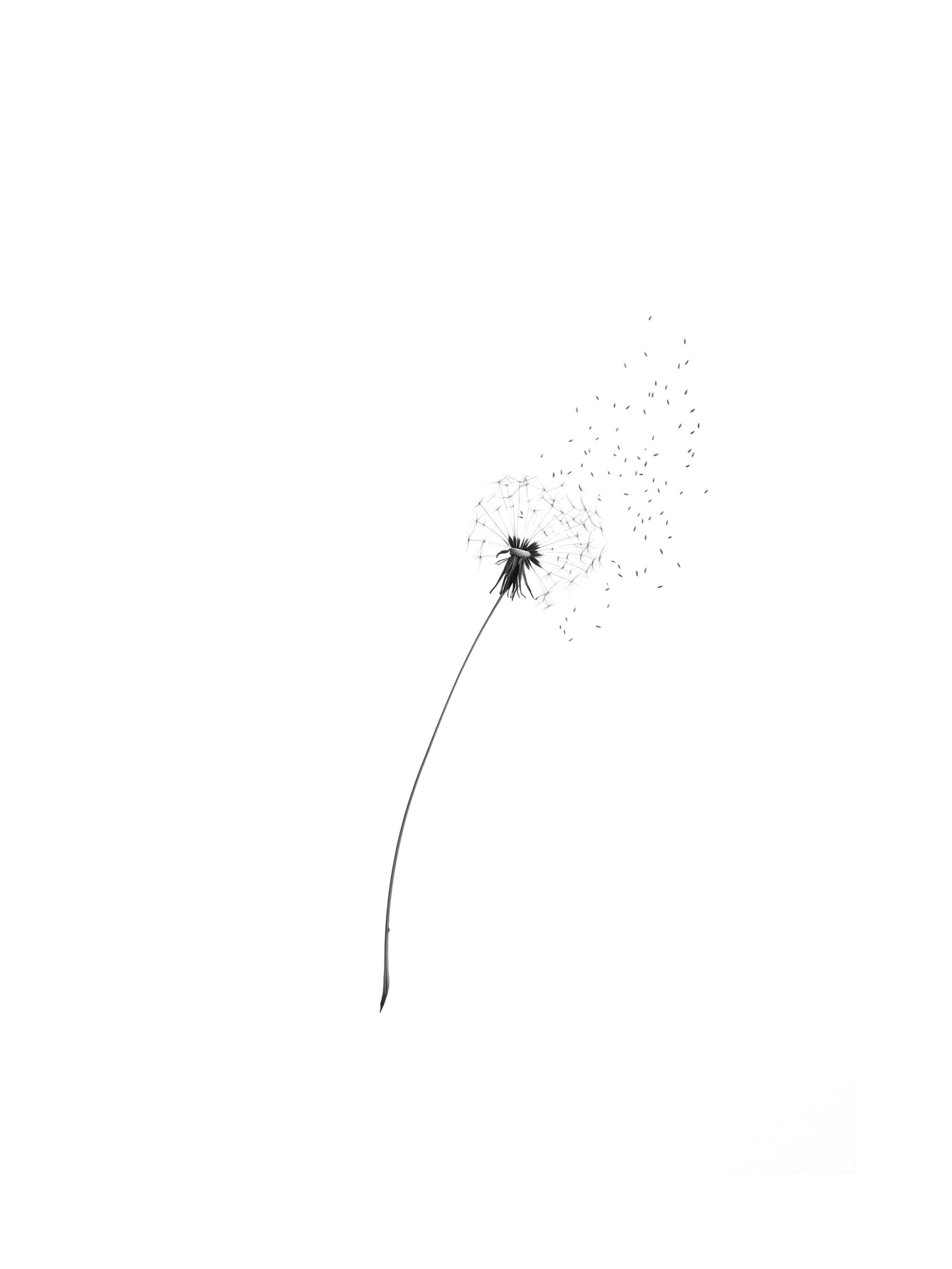 Minimalist black and white image of a dandelion releasing seeds