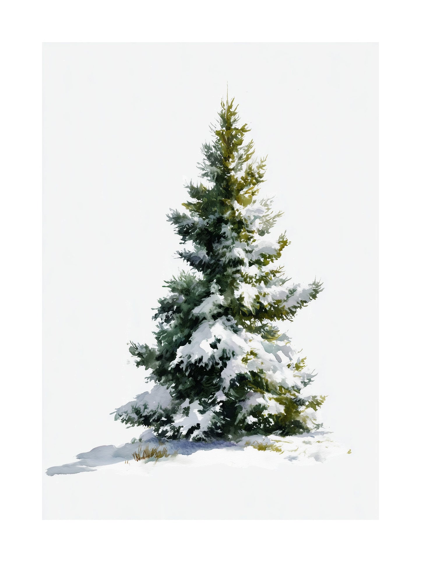 Snow-covered pine tree against a clean white background.