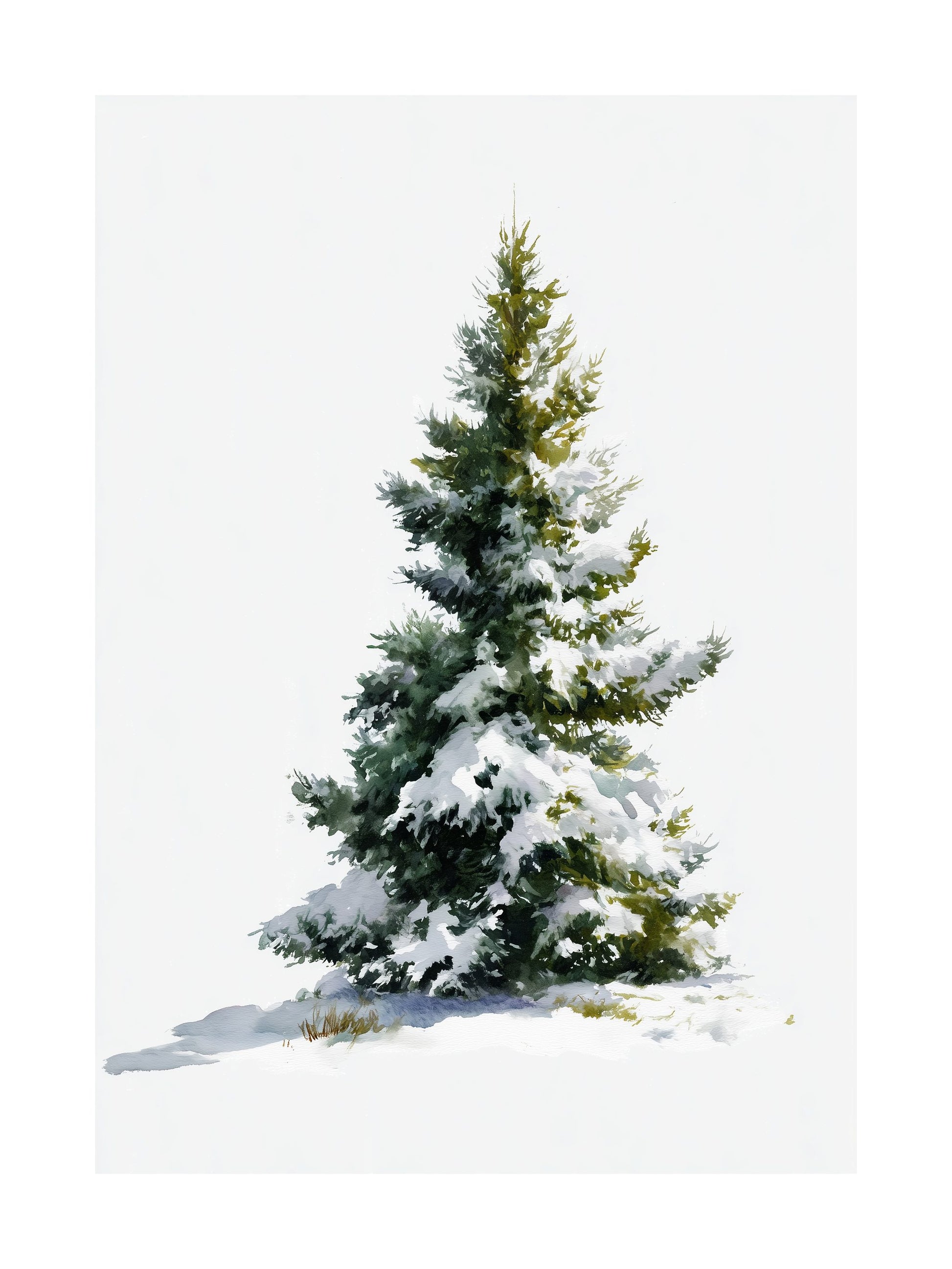 Snow-covered pine tree against a clean white background.