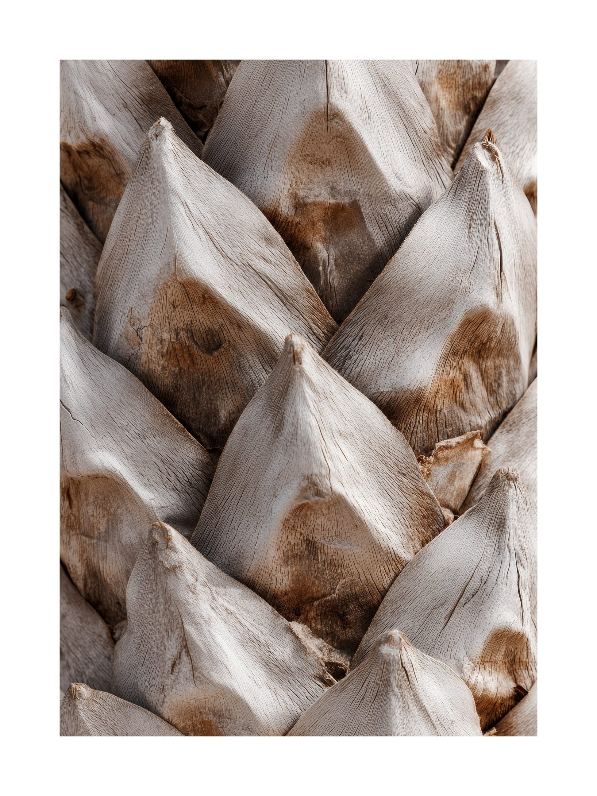 Close-up pine cone texture in beige and brown Scandinavian nature wall art