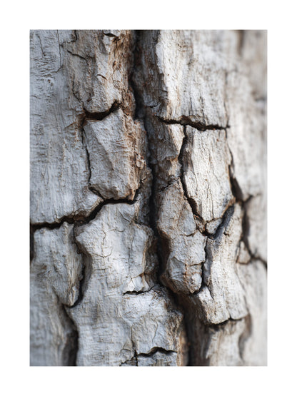 Close-up birch bark texture in beige and grey tones with natural cracks and Scandinavian aesthetic