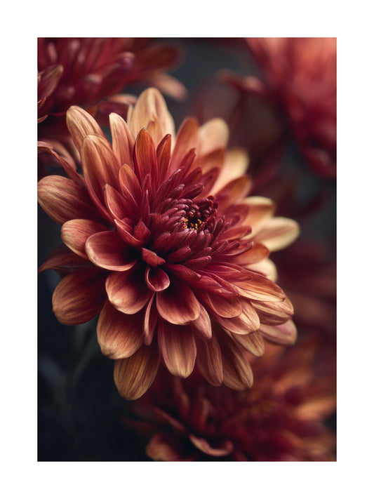 Poster of a blooming burgundy chrysanthemum flower