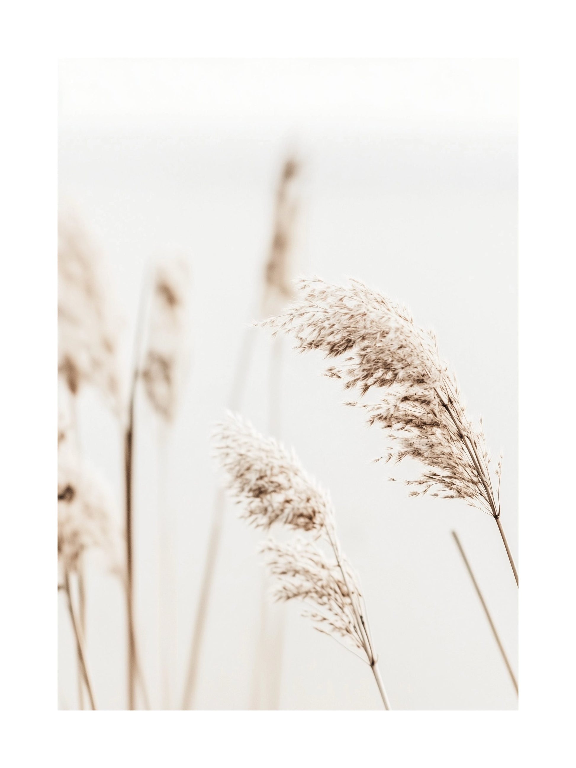 Minimalist poster of beach reeds swaying in the wind in soft tones