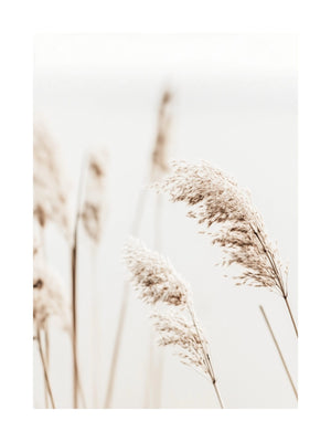 Soft Reeds Close-Up Poster