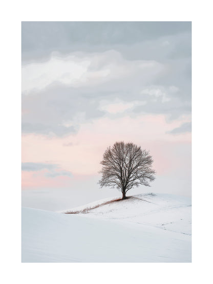 Single tree on a snowy hill under a soft pastel sunset sky.