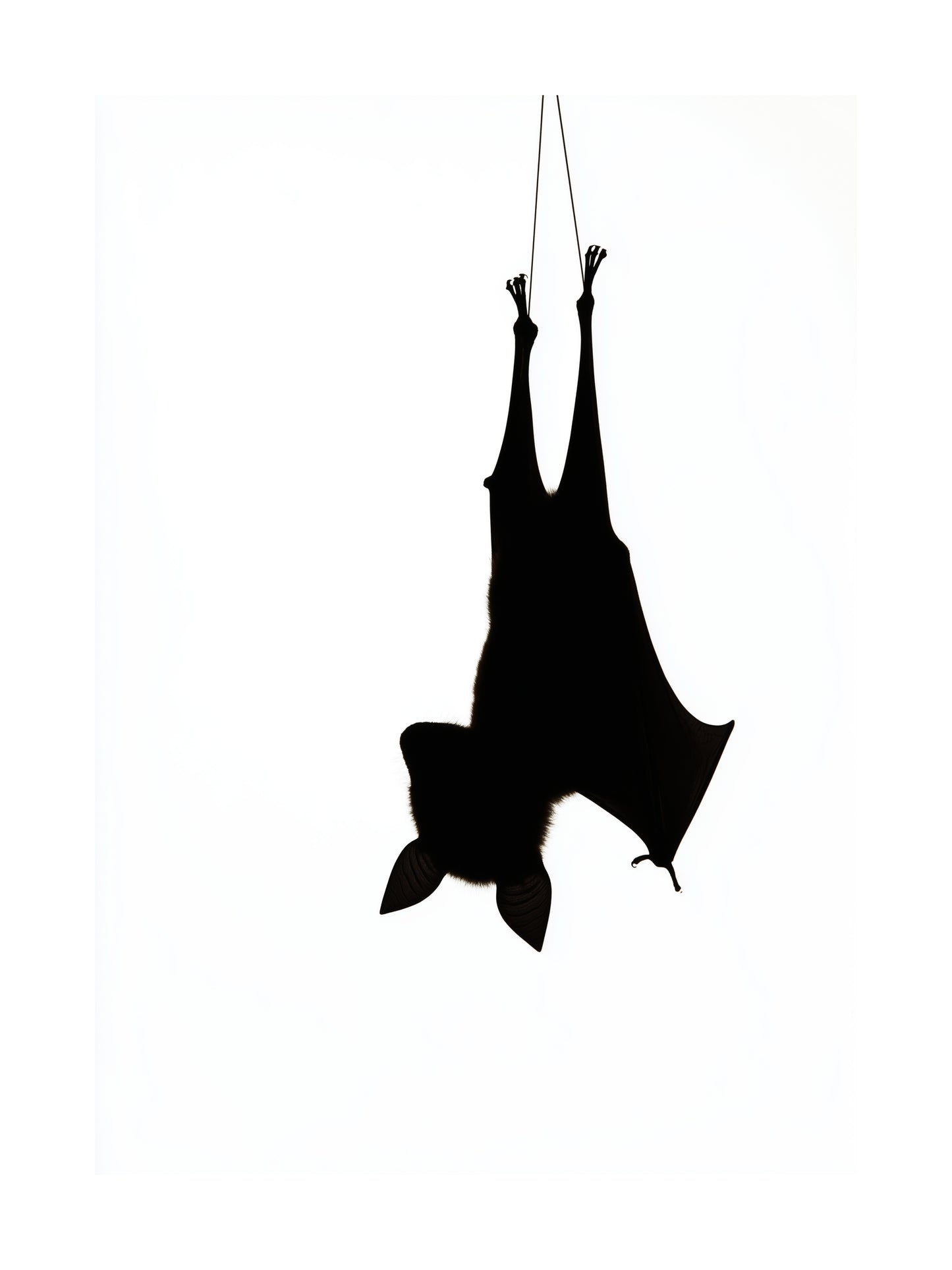 Minimalist poster of a bat silhouette hanging upside down