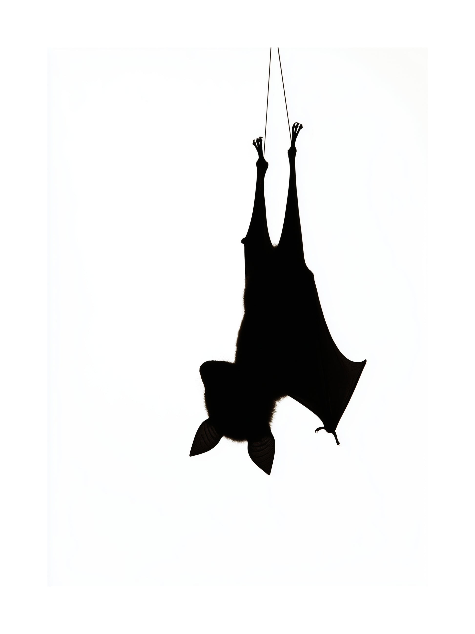 Minimalist poster of a bat silhouette hanging upside down