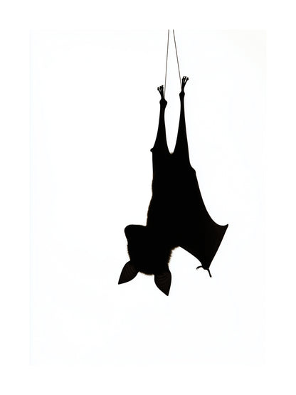 Minimalist poster of a bat silhouette hanging upside down