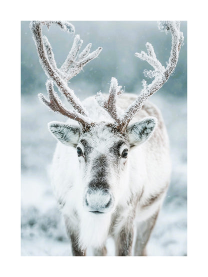 Close-up photo of a reindeer with frost-covered antlers in the snow.