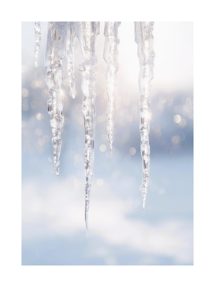 Close-up of transparent icicles glowing in soft winter sunlight.