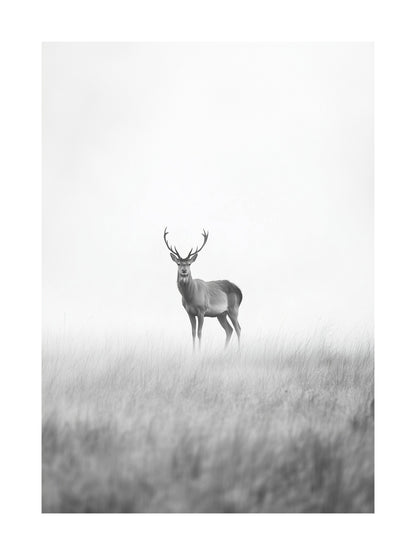 Deer standing alone in a soft misty field, black and white
