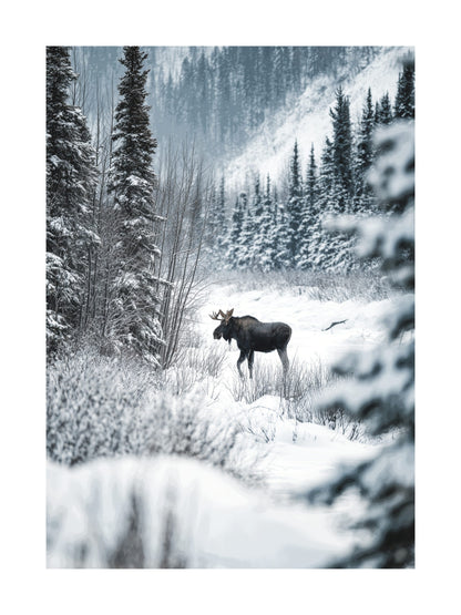 Photo of a moose walking in a snow-covered forest surrounded by pine trees.
