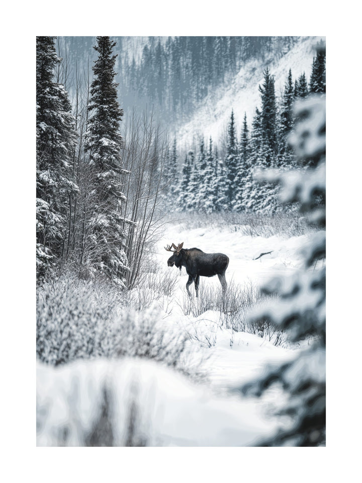 Photo of a moose walking in a snow-covered forest surrounded by pine trees.