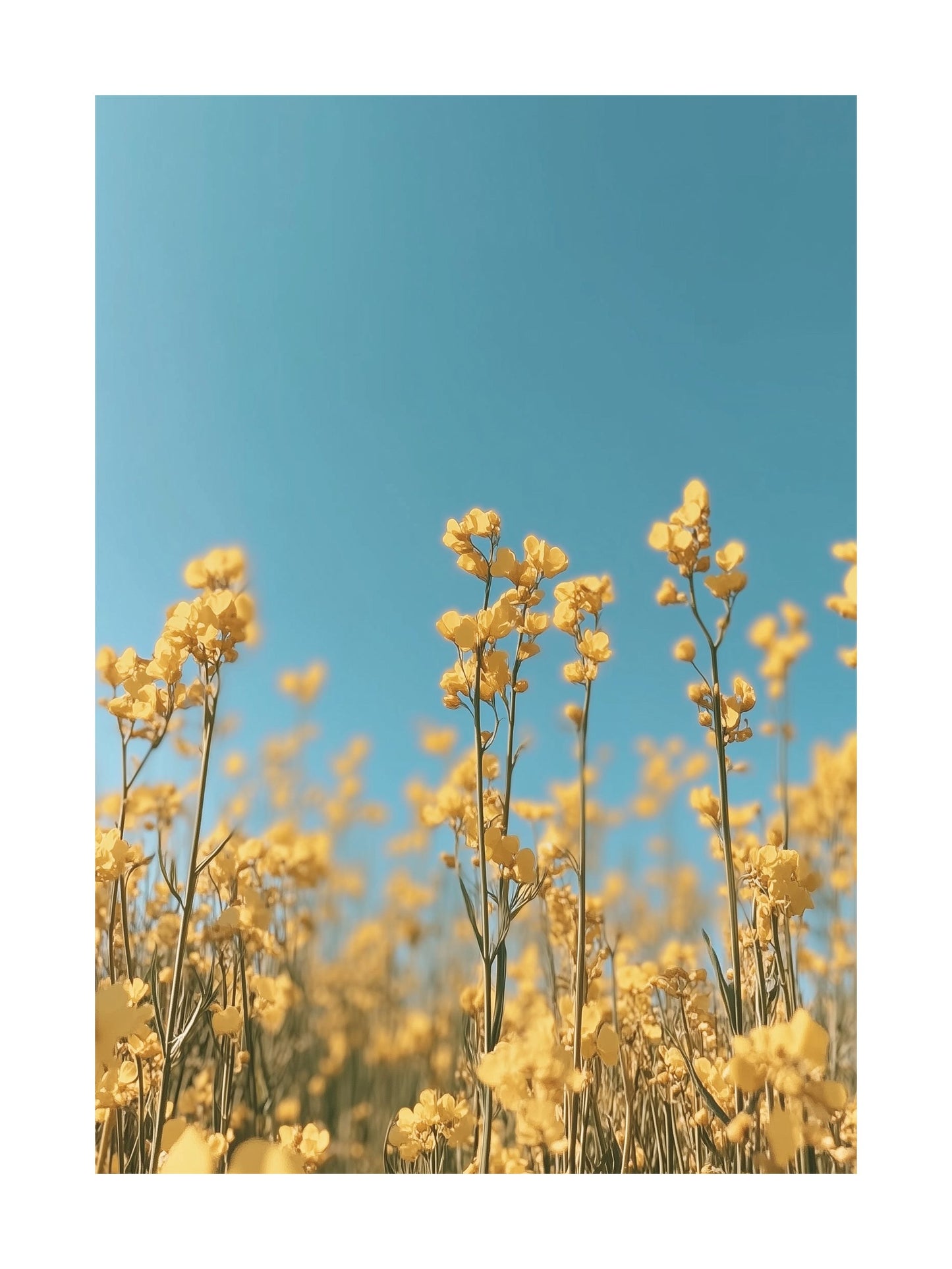 Poster of yellow rapeseed flowers under a clear blue sky