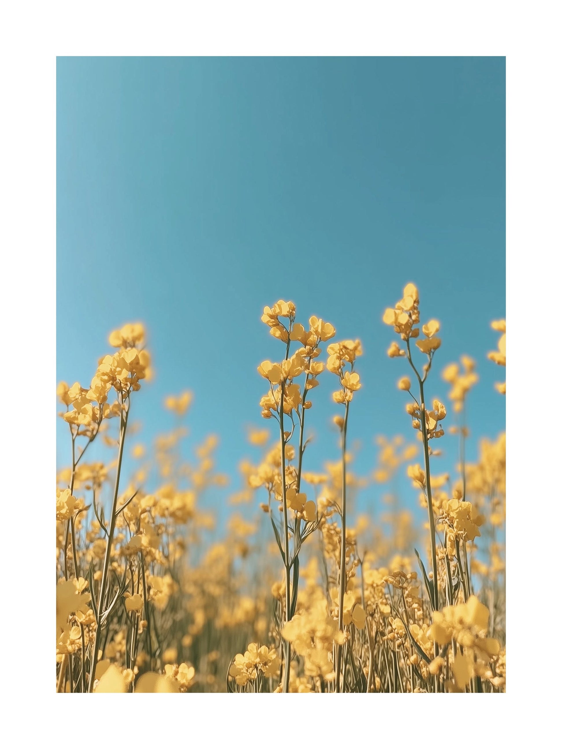 Poster of yellow rapeseed flowers under a clear blue sky