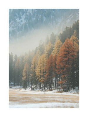 Autumn Pines in Winter Mist Poster